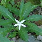 Hippobroma longiflora Агульны выгляд