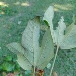 Sterculia apetala Leaf