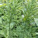 Equisetum arvense Deilen
