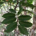 Molinaea alternifolia Levél