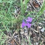 Verbena bipinnatifida 花