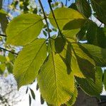 Sambucus nigra برگ