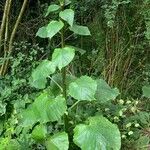Cardiocrinum giganteum Hoja
