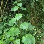 Cardiocrinum giganteum Blatt