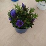 Gentiana scabra പുഷ്പം