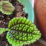 Pilea mollis Corteza