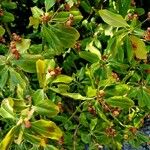 Euonymus japonicus ഇല