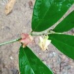 Heisteria parvifolia Cvet