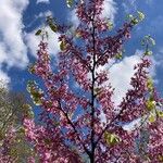 Cercis siliquastrum Flower