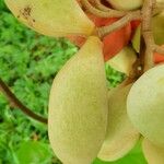 Sterculia cordata Fruit