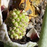 Helicodiceros muscivorus Ffrwyth