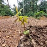 Detarium macrocarpum Blatt