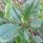 Talinum paniculatum Leaf