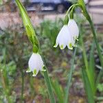 Leucojum aestivumফুল