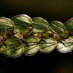 Hymenophyllum rolandi-principis