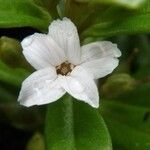 Lysimachia mauritiana Λουλούδι