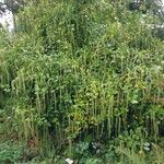 Itea ilicifolia Агульны выгляд