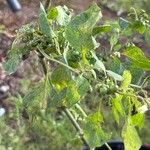 Solanum scabrum 葉