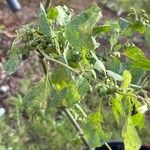 Solanum scabrum Leaf