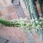 Albuca bracteata Blomst