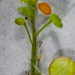 Lepidium densiflorum Frukto