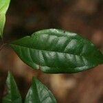 Eugenia coffeifolia Blatt