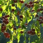 Malus baccata Фрукт