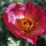Argemone squarrosa 花