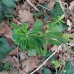 Euphorbia cornigera برگ