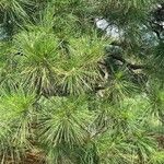 Pinus thunbergii List