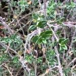 Teucrium chamaedrys Liść