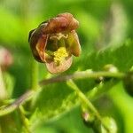 Scrophularia alpestris Fleur