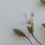 Gypsophila pilosa Blomma