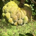 Annona squamosaFruit