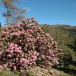 Rhododendron oreodoxa Habit