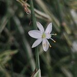 Chlorophytum comosum Flower