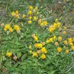 Crepis pyrenaica Hábito