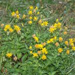 Crepis pyrenaica Habit