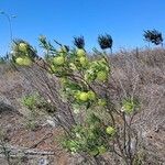 Gomphocarpus fruticosus Hábitos