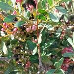 Pistacia lentiscus Fruitua