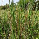 Eleocharis elegans Leaf