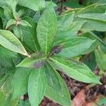 Phlox maculata Folla