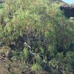 Plocama pendula Bark