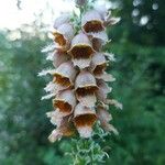 Digitalis ferruginea Blüte