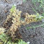 Stachys maritima Fruit