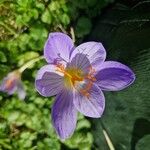 Crocus speciosus Blüte