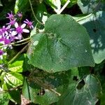 Pericallis aurita Leaf