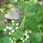 Conoclinium coelestinum Blüte