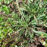 Plantago coronopus Leht