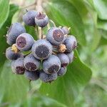 Hedera helix Frucht